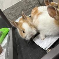 Conigli testa di leone