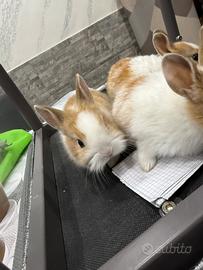 Conigli testa di leone