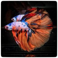 VEDUTO Betta Halfmoon - Koi Galaxy Super Huge Fins