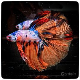 VEDUTO Betta Halfmoon - Koi Galaxy Super Huge Fins