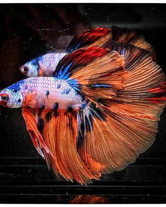 VEDUTO Betta Halfmoon - Koi Galaxy Super Huge Fins