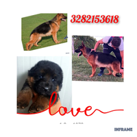 Cuccioli di pastore tedesco