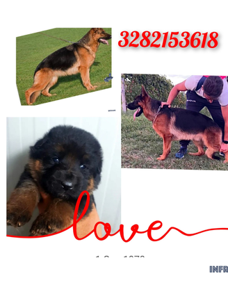 Cuccioli di pastore tedesco