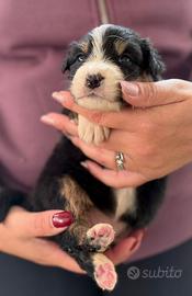 Pastore australiano pedigree
