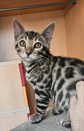 Bengala, gatti bengala