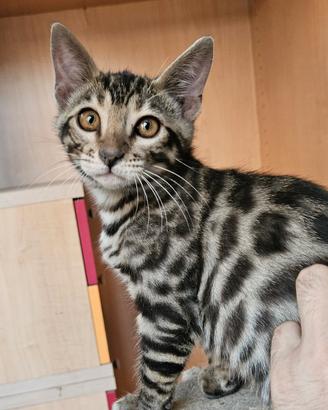 Bengala, gatti bengala