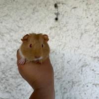 Porcellini d'india - cavie peruviane cuccioli