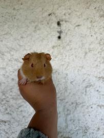 Porcellini d'india - cavie peruviane cuccioli