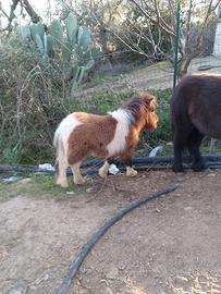 Pony maschio