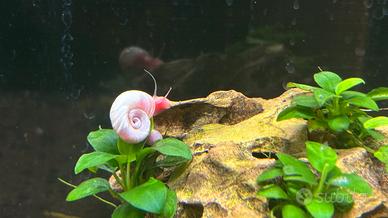 Lumache Planorbarius Pink Selection