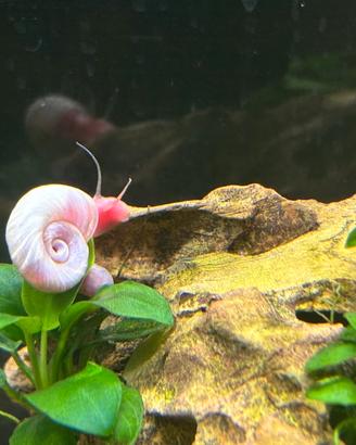 Lumache Planorbarius Pink Selection