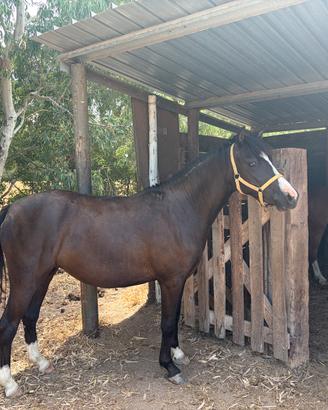 Pony femmina
