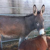 Asina 3 anni Amiatina