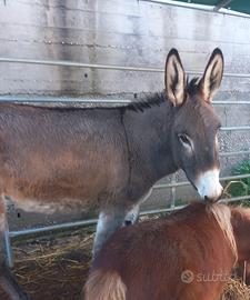 Asina 3 anni Amiatina