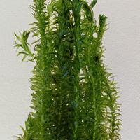 Egeria densa, pianta acquatica ossigenante.