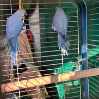 Parrochetti
