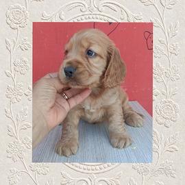 Cocker inglese