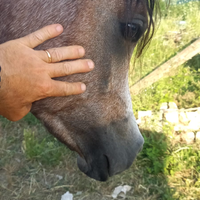 Puledro arabo