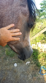 Puledro arabo