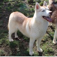 Cucciolona di siberian Husky