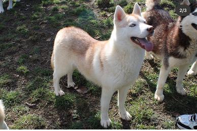 Cucciolona di siberian Husky