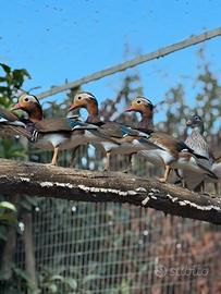 Anatre mandarine e altro