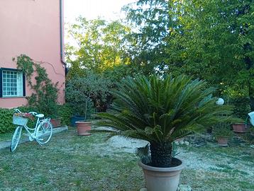 Casale angolare