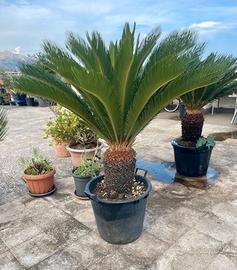 Cycas