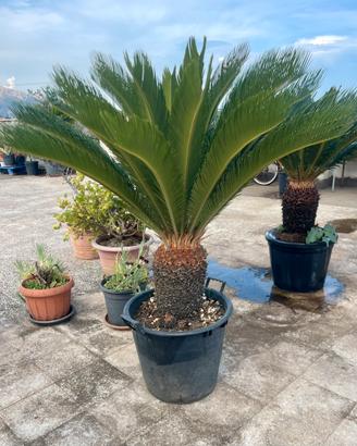 Cycas