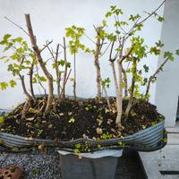 bonsai boschetto acero campestre 
