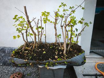 bonsai boschetto acero campestre 