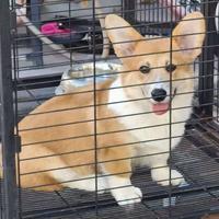 Welsh corgi Pembroke