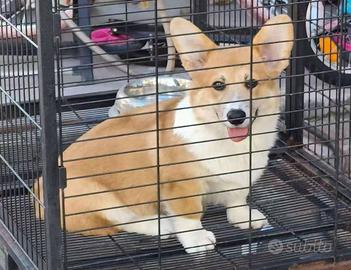Welsh corgi Pembroke