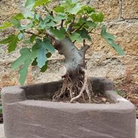 prebonsai 