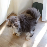 Gatto persiano