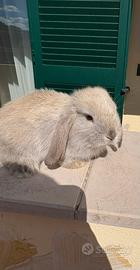 Conigli nani ariete olandesi