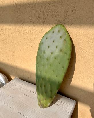 Fico d’India