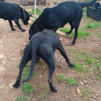 Cagnolini