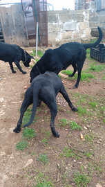 Cagnolini