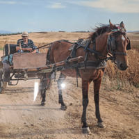 Vendita cavalla e calesse