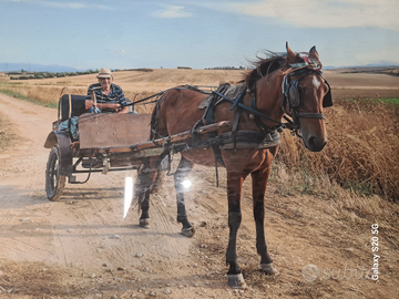 Vendita cavalla e calesse