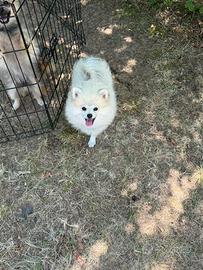 Cuccioli di Volpino di Pomerania