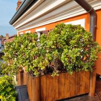 Fioriera, vaso da esterno