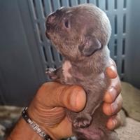 Bulldog francese