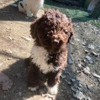 Lagotto Romagnolo Tartufo