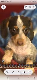 Bassottina Piebald futura taglia nana/kaninchen 