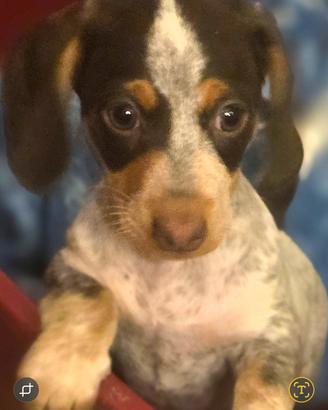 Bassottina Piebald futura taglia nana/kaninchen 