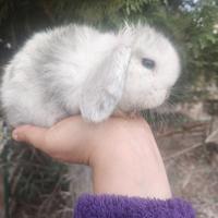 Minilop cucciolo maschio
