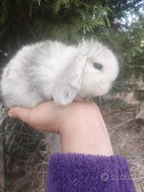 Minilop cucciolo maschio