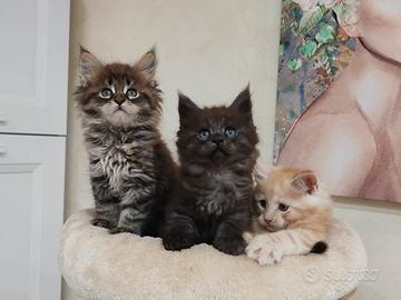 Maine coon cuccioli